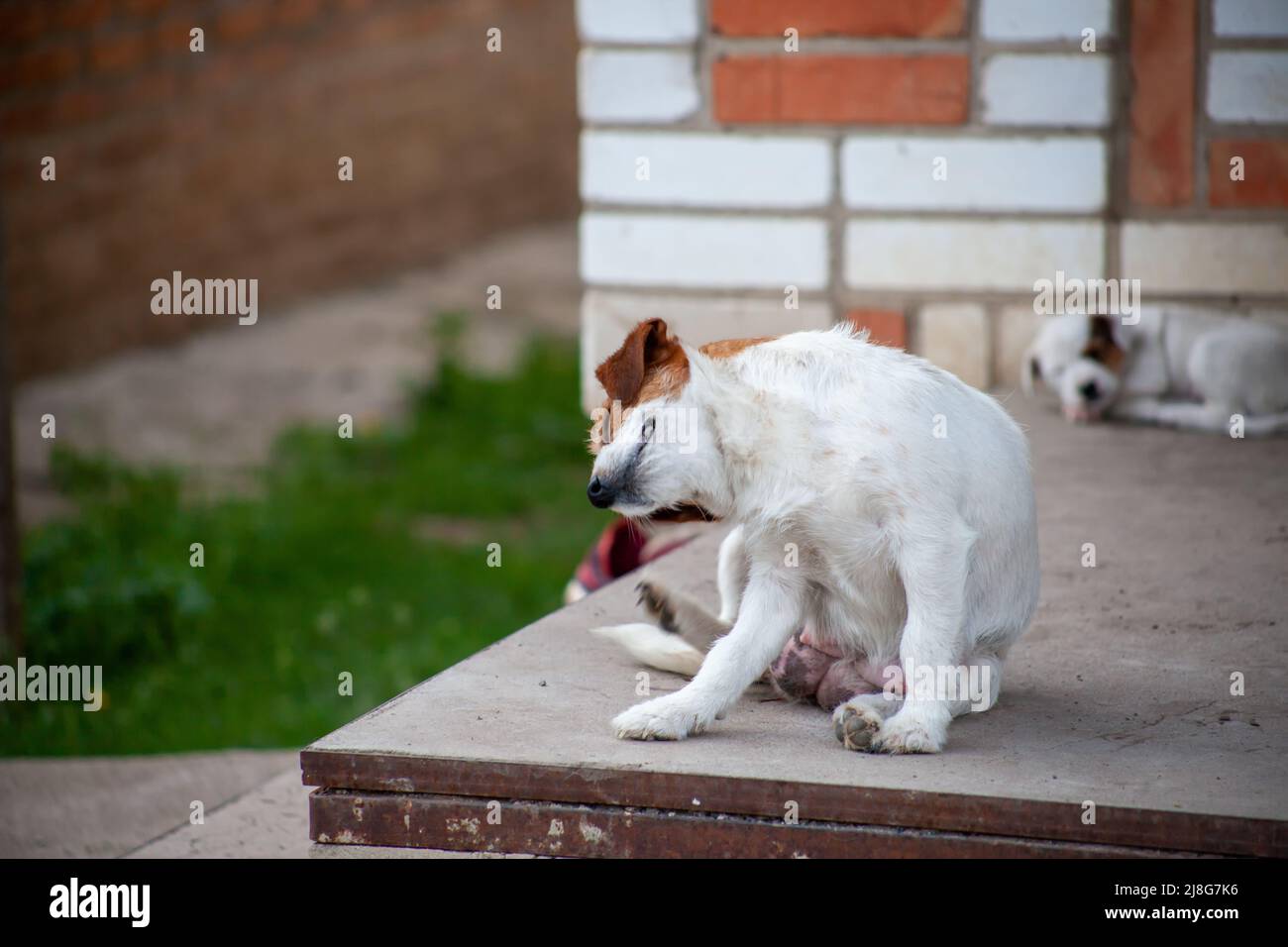 Jack Russell Terrier leidet unter Floh- und Zeckenbissen. Haustiere mit einem Problem von Parasiten. Hund knirscht von Juckreiz Stockfoto