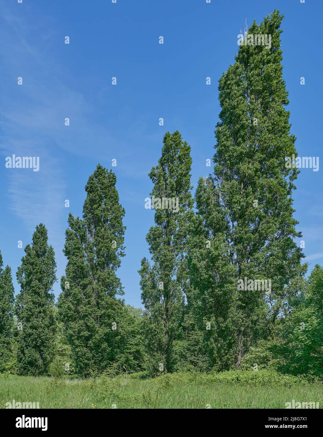 Schwarze Pappel oder lombardische Pappel (Populus nigra italica), Rheinland, Deutschland Stockfoto