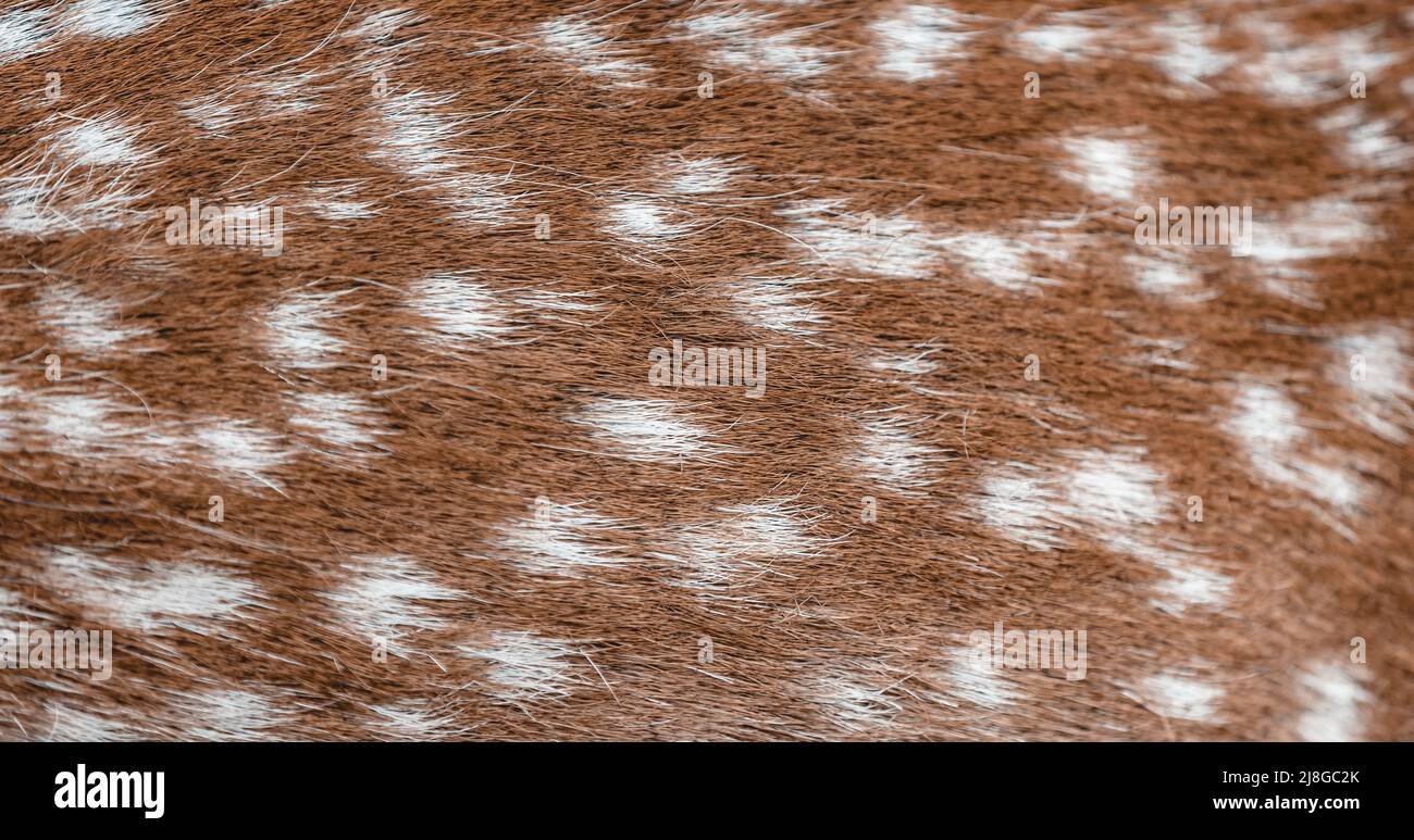 Schöner Natürlicher Hintergrund. Hirschpelz Mit Punktmuster. Cervus Nippon. Pelzige Haut eines wunderschönen wilden Tieres. Die Schönheit der wilden Natur. Stockfoto