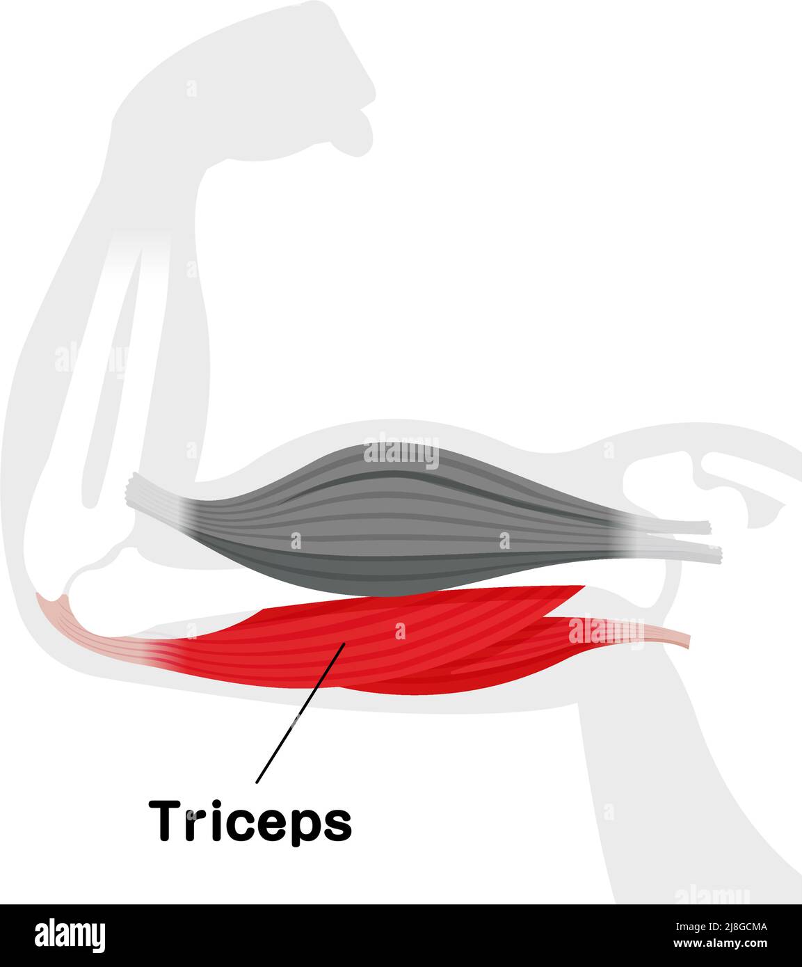 Anatomische Illustration der Armmuskulatur (Trizeps) Stock Vektor