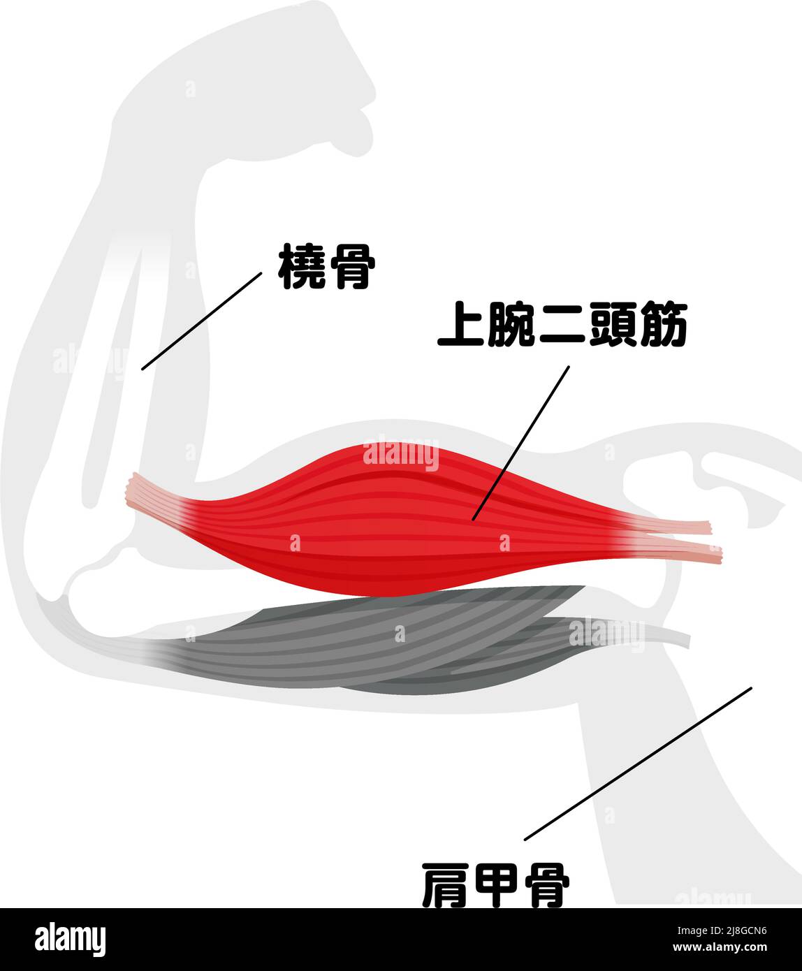 Arm Muskel anatomische Illustration ( Bizeps ) | Japanisch Stock Vektor