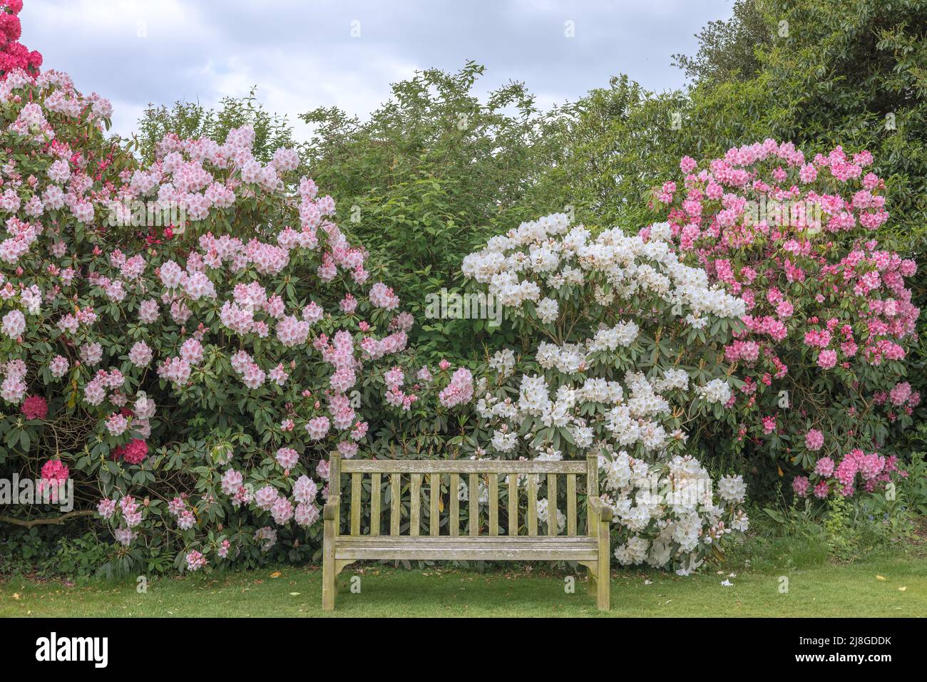 Alte Holzbank in einem Garten mit Rhododendron-Sträuchern in voller Blüte. Stockfoto