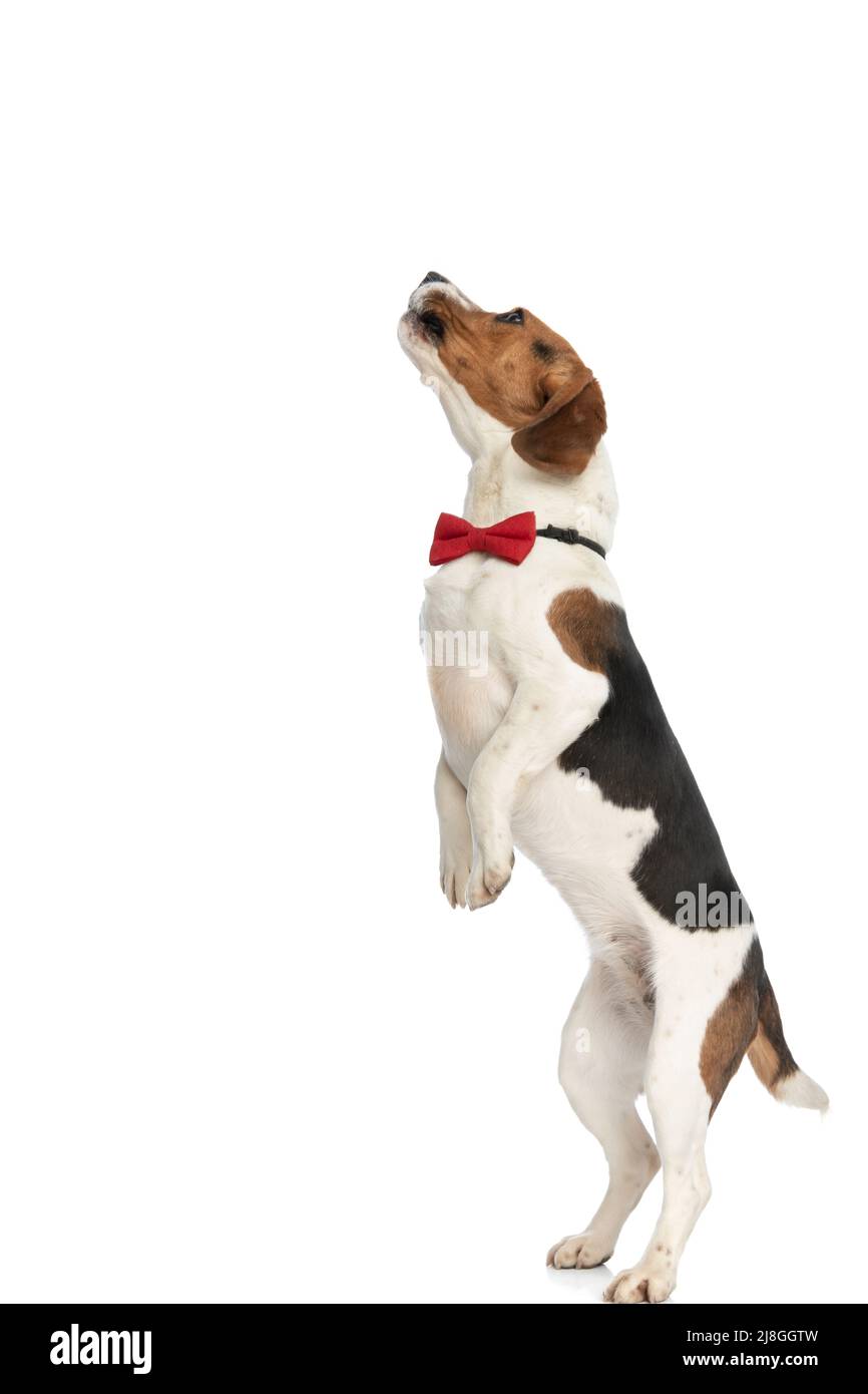 Seitenansicht eines kleinen Beagle-Hundes, der einen spektakulären Sprung vorbereitet und eine rote Fliege auf weißem Hintergrund trägt Stockfoto