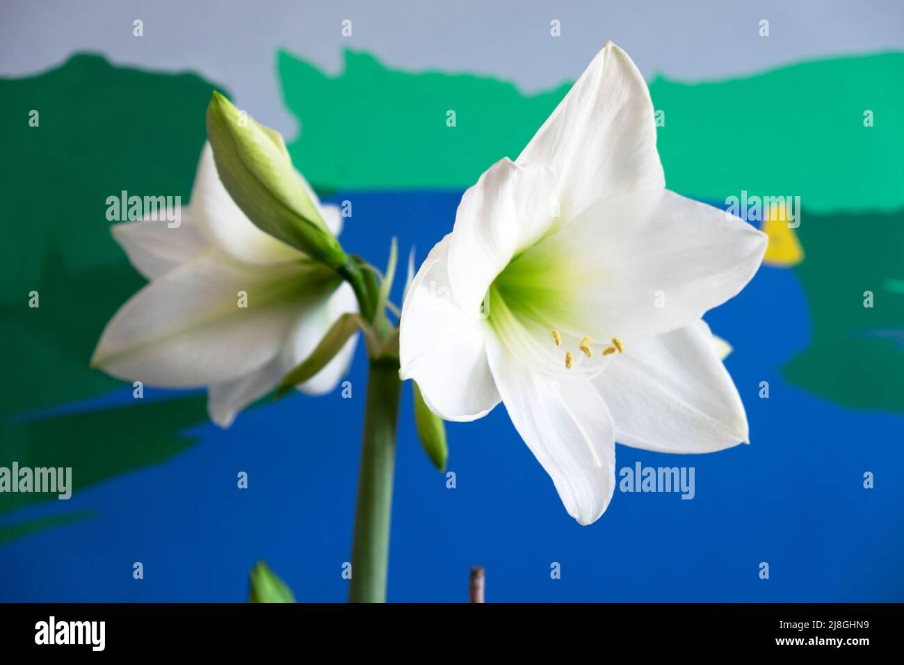 Weiße Amaryllis Hippeastrum mit blau grünen Malerei Hintergrund blühende Zwiebelpflanze im April Frühjahr drinnen in London England UK KATHY DEWITT Stockfoto