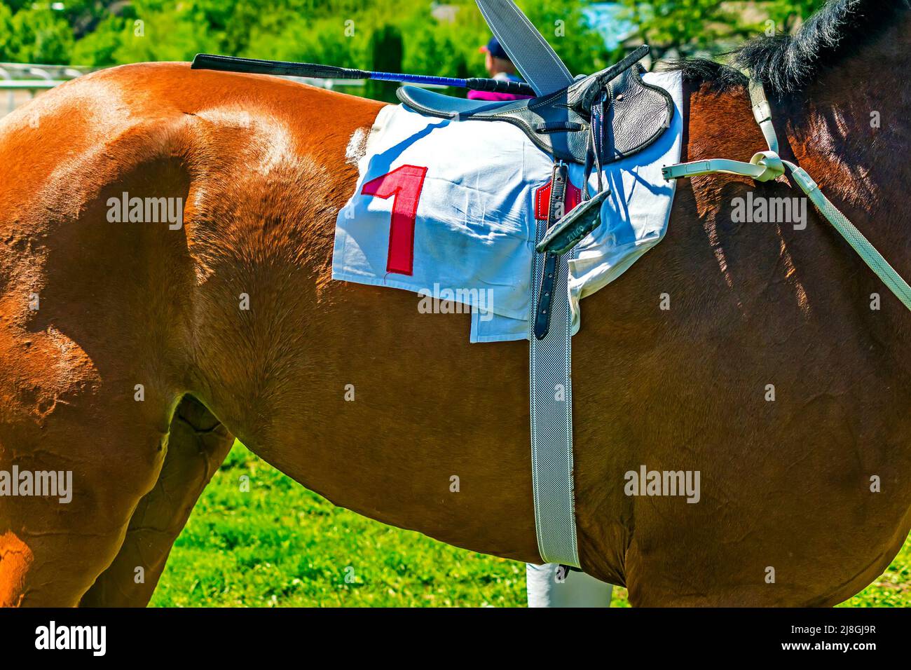 Akhal-teke Pferd mit Nummer eins Stockfoto