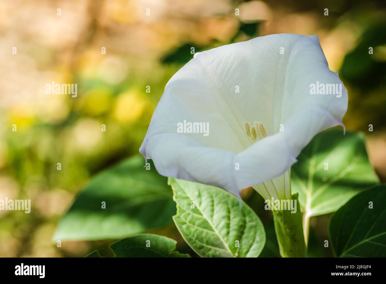 Schöne glockenförmige weiße Blume der Pflanze Datura - lateinischer Name, Datura stramonium. Stockfoto