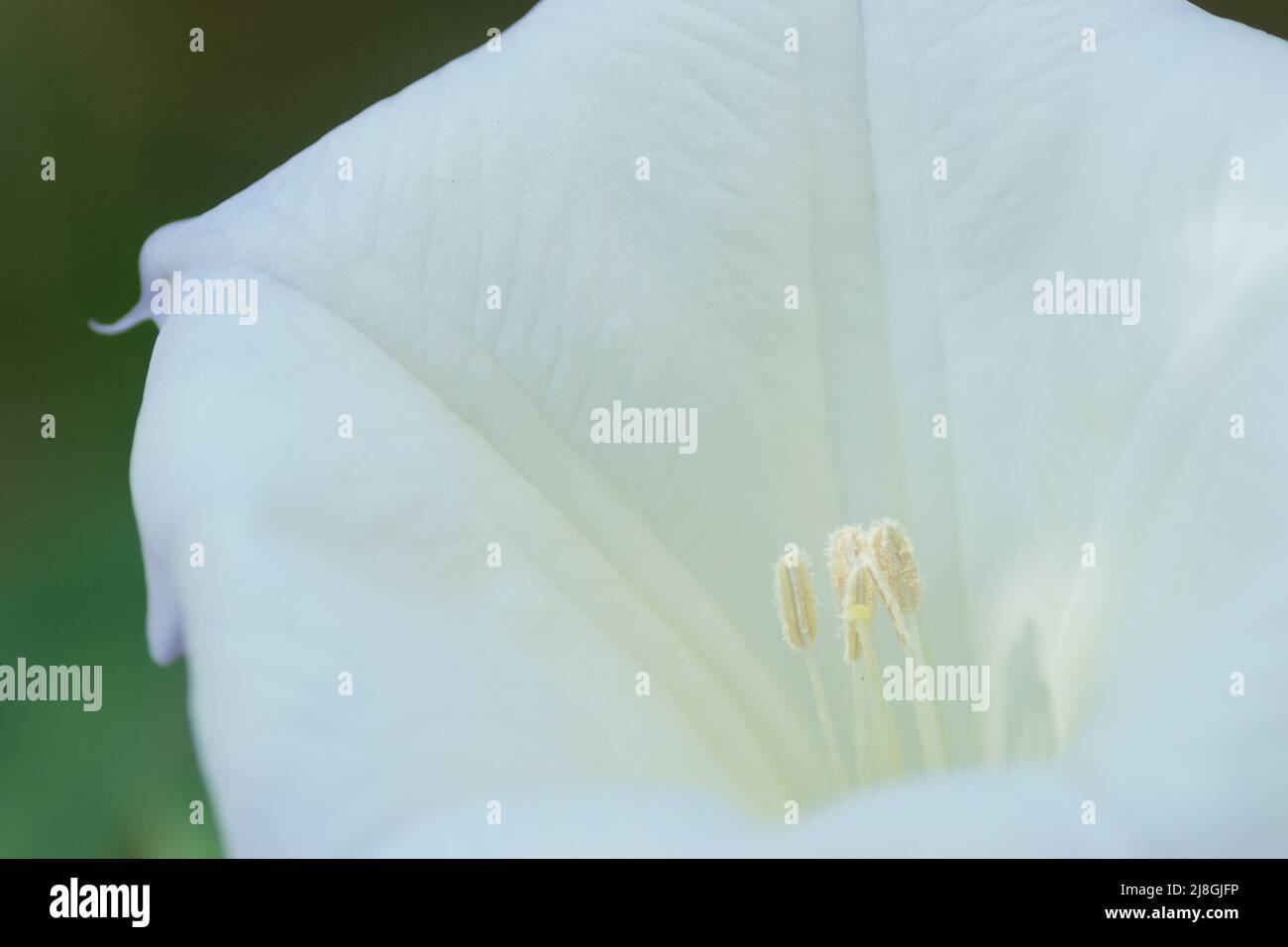 Schöne glockenförmige weiße Blume der Pflanze Datura - lateinischer Name, Datura stramonium. Stockfoto