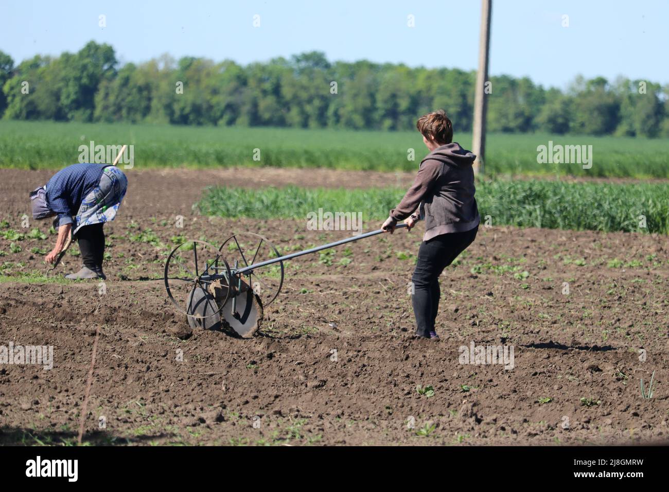 Frauen in der Landwirtschaft, während Männer gegen die russische Armee kämpfen Stockfoto