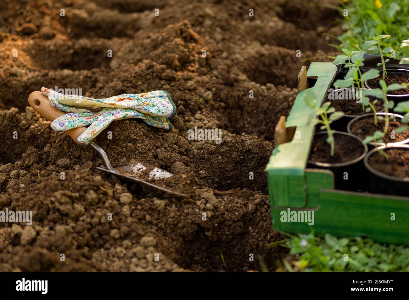 Gartenarbeit. Bodenvorbereitung vor der Pflanzung im Garten. Graben von