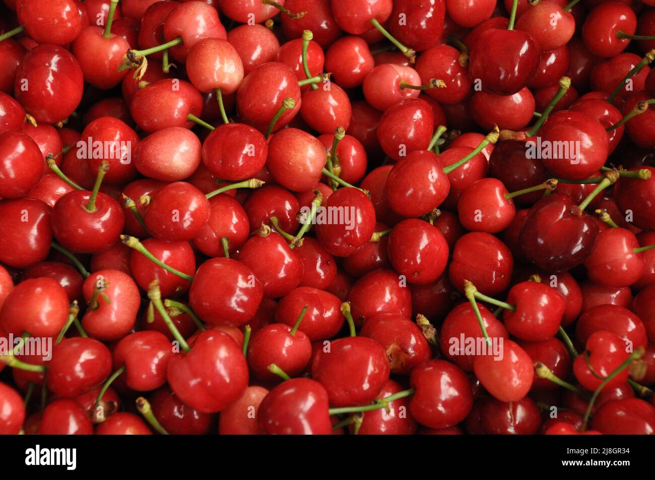 Draufsicht auf Bio-roten und rosa Kirschen Hintergrund. Haufen von geernteten frischen und leckeren Frühlingsfrüchten auf einem Straßenmarkt, Basar in Manisa, Türkei. Stockfoto