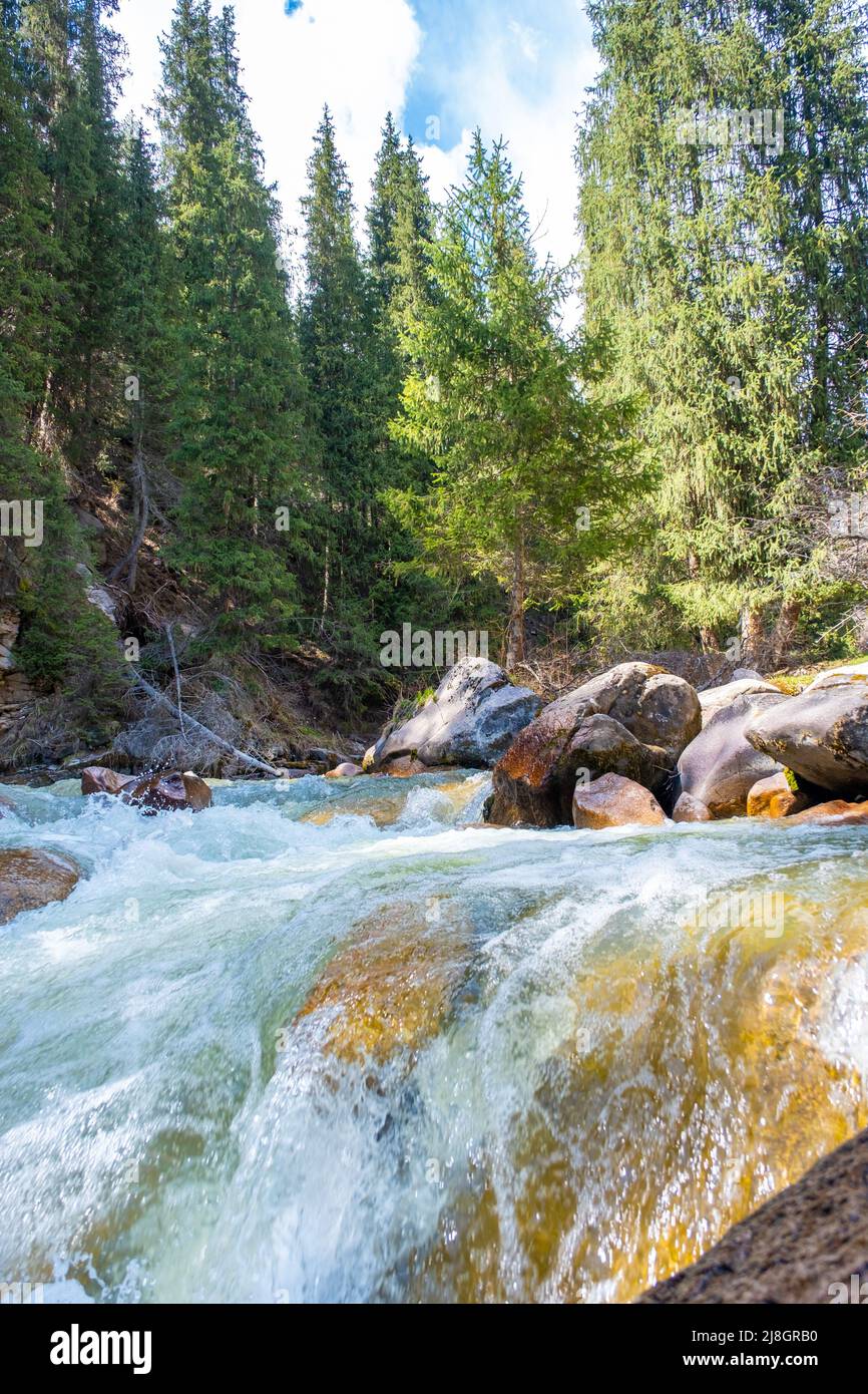 Schöner Gebirgsfluss mit starker Strömung, Schaum und Wasserspritzern. Schöner Bergfluss mit Fichten Wald wächst herum. Stockfoto