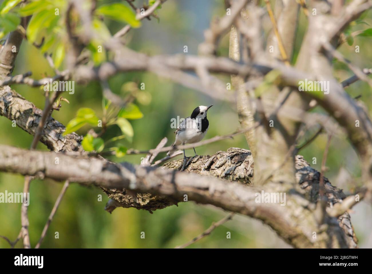 Birnenzweig im Frühling, bedeckt mit jungen Blättern und Blüten. Im Dickicht der Äste sieht man einen wilden Vogel, eine graue Bachstelze. Stockfoto