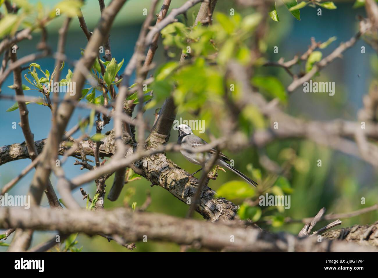 Birnenzweig im Frühling, bedeckt mit jungen Blättern und Blüten. Im Dickicht der Äste sieht man einen wilden Vogel, eine graue Bachstelze. Stockfoto