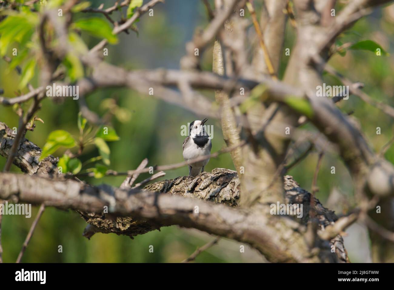 Birnenzweig im Frühling, bedeckt mit jungen Blättern und Blüten. Im Dickicht der Äste sieht man einen wilden Vogel, eine graue Bachstelze. Stockfoto