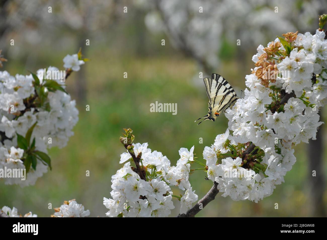 Kirschblüten, schöner Frühling napoleons Kirschblüten mit Papilio podalirius oder einem seltenen Schwalbenschwanzschmetterling auf den weißen Blüten. Stockfoto
