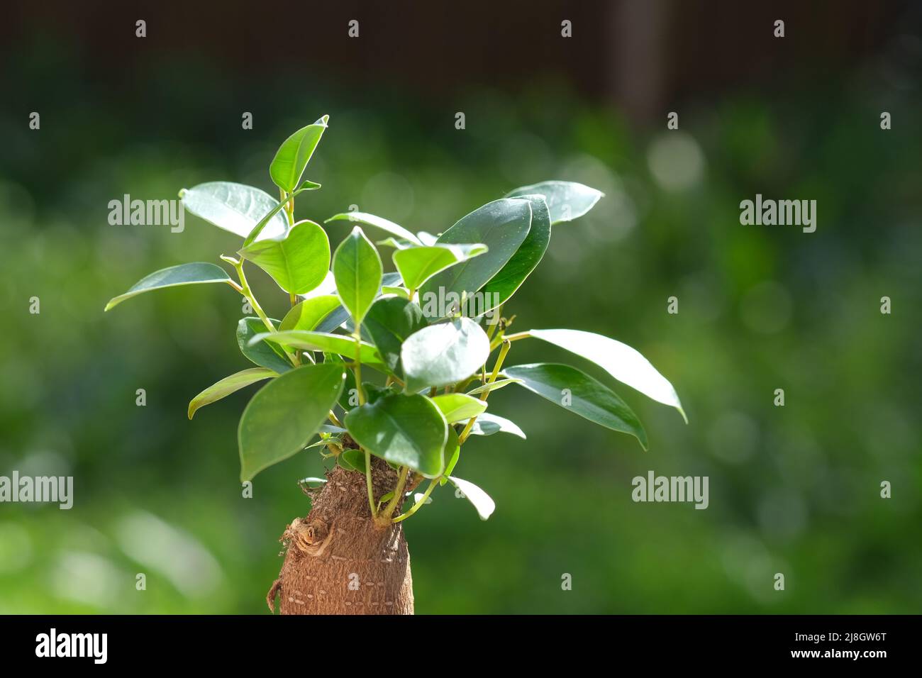Bonsai-Ficus-Baum aus der Nähe, selektiver Fokus, mit grünen Blättern und verschwommenem Hintergrund. Unschärfter grüner Natur-Hintergrund. Vergossene Ficus Bonsai . Hochwertige Fotos Stockfoto