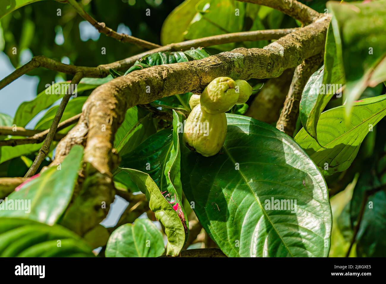 Frucht des Malaiischen Rosenapfels. Syzygium malaccense. Sansibar, Tansania Stockfoto