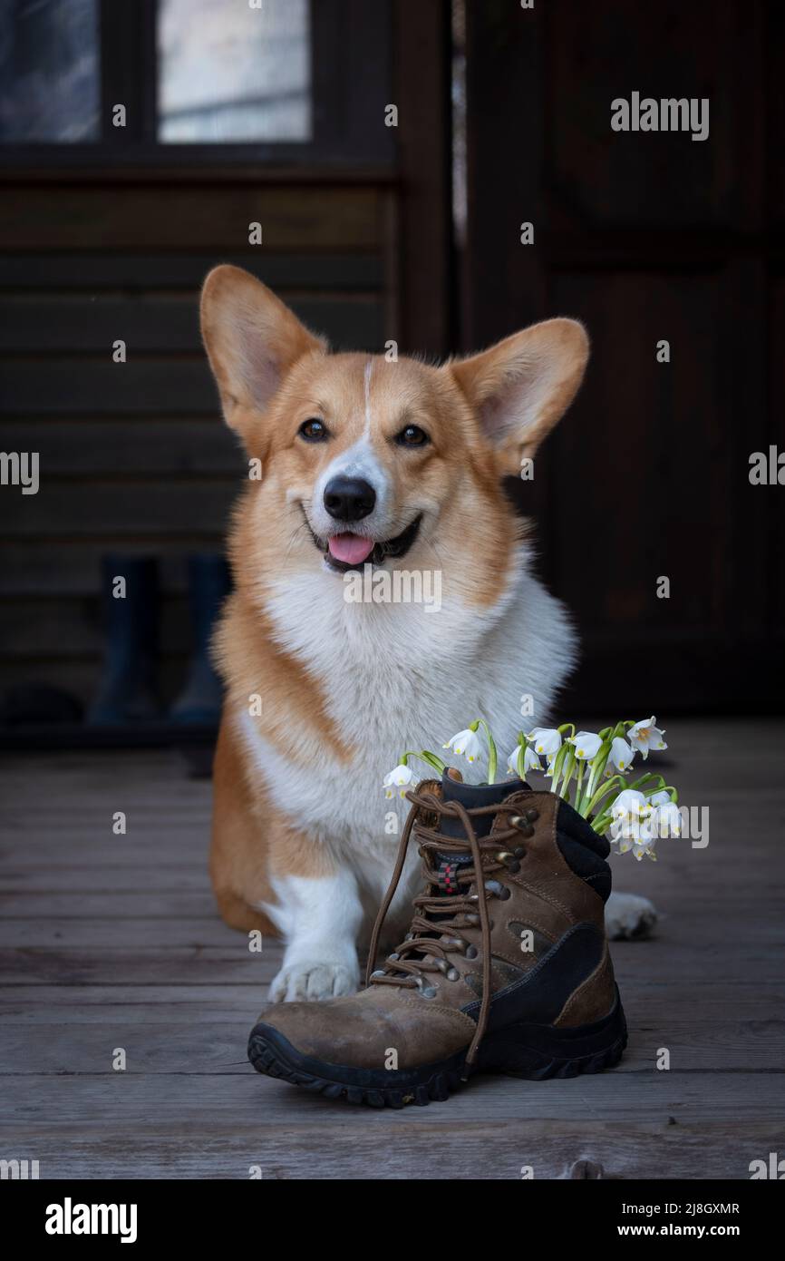 Der charmante rote Welsh Corgi pembroke sitzt in einem alten Trekkingstiefel in der Nähe von weißen Frühlingsschneeglöckchen für Reisen auf dunklem Grund Stockfoto