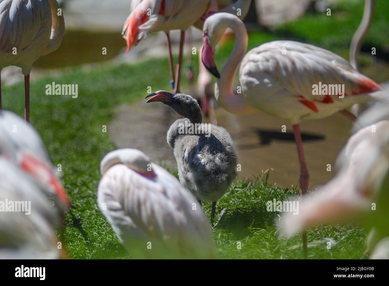 Magdeburg, Deutschland. 16.. Mai 2022. Ein rosa Flamingo-Küken sitzt inmitten erwachsener Vögel. Die Kolonie mit 56 Vögeln war in das neu gestaltete Gehege im Magdeburger Zoo gezogen. Die 480 Quadratmeter große Fläche dürfte sich positiv auf die weitere natürliche Zucht der rosa Flamingos auswirken. Das Küken ist derzeit einer von vier Jungvögeln, die bereits im März geschlüpft waren. Quelle: Klaus-Dietmar Gabbert/dpa/Alamy Live News Stockfoto