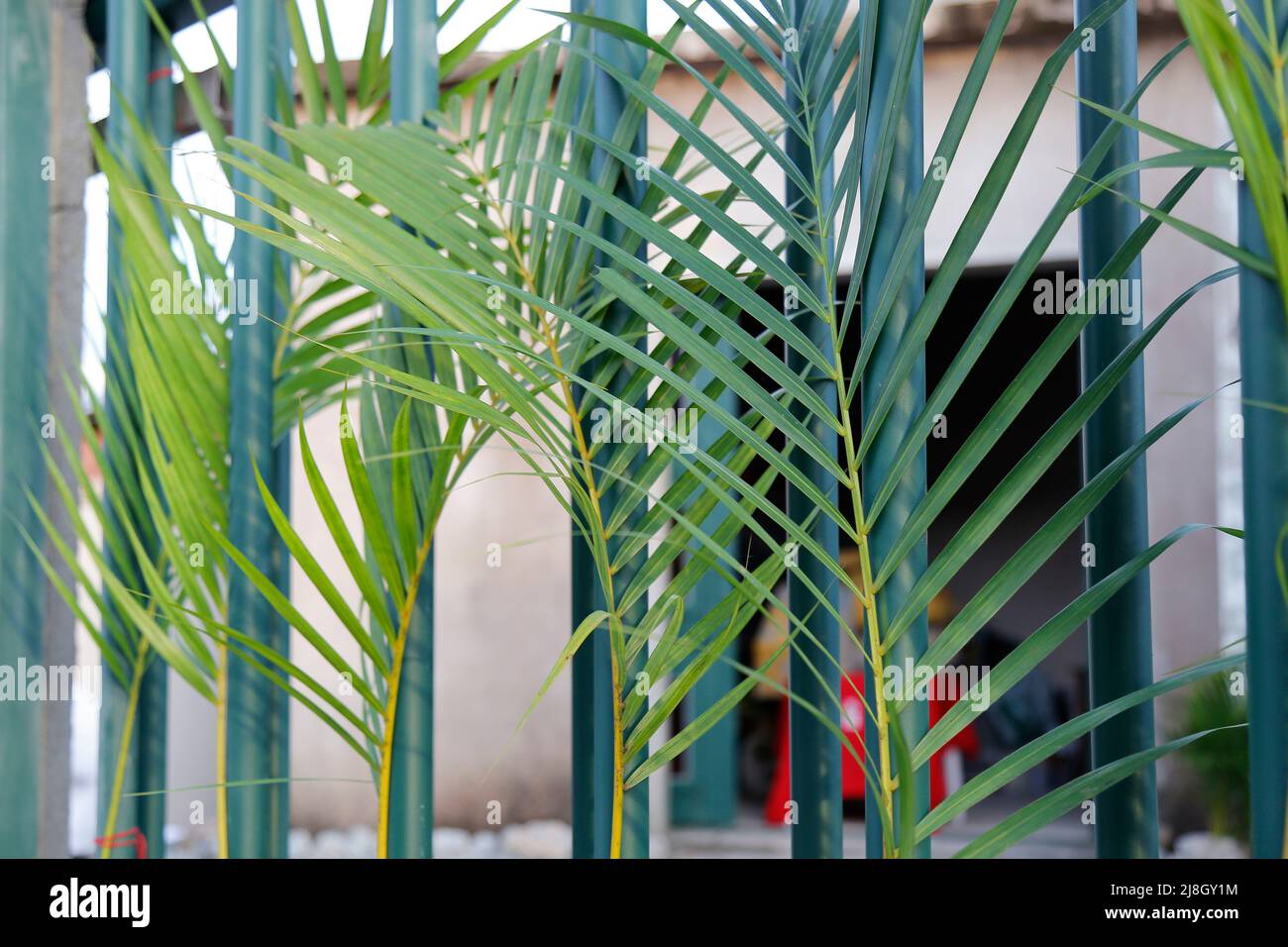 Karwoche. Zweige in grünem Raster gesetzt. Traditionelle katholische Feier Palmsonntag. Christlicher Glaube. Religiöses Symbol. Stockfoto