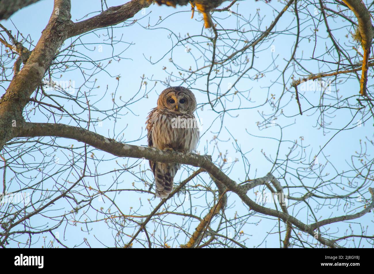 Barred Owl in Tree über Shelburne River, NS Stockfoto