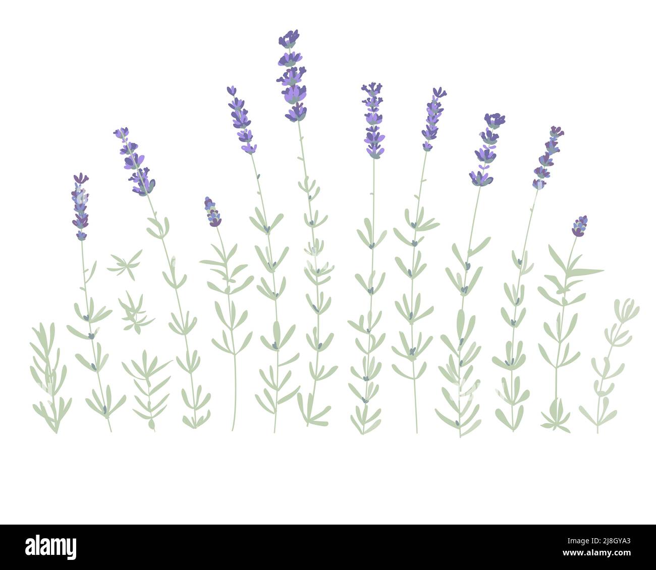 Set aus Lavendelblüten-Elementen. Botanische Abbildung. Sammlung von Lavendelblüten auf weißem Hintergrund. Vektorgrafik-Paket. Stock Vektor