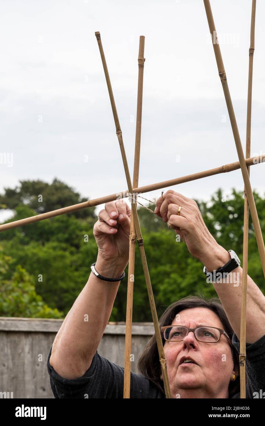 Frau, die Bohnenstangen in ihrem Gemüsegarten festbindet oder in Norfolk eine Zuteilung gibt. Stockfoto