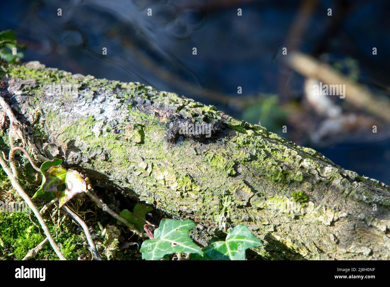 Eurasische Otter-Verspraint auf Log Stockfoto