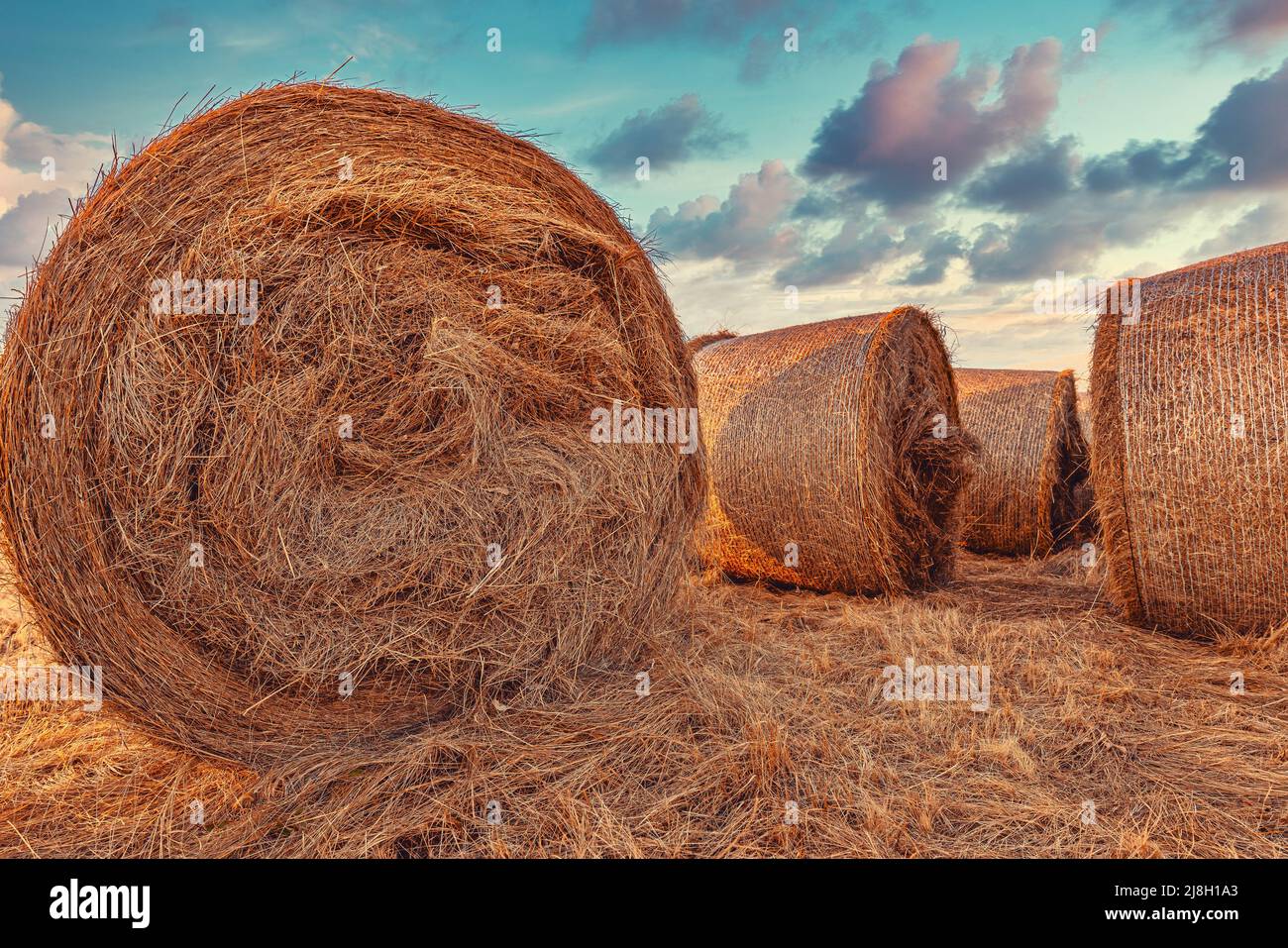 Große Luzerne Heuballen im Feld bei Sonnenuntergang, Landwirtschaft und Landwirtschaft Konzept, selektiver Fokus Stockfoto