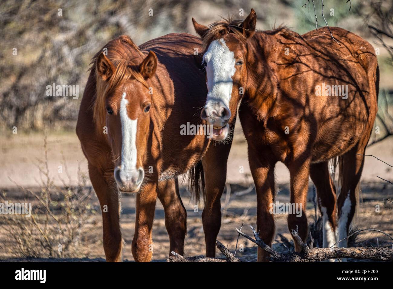 Salt River Wild Horses in Tonto National Forest in der Nähe von Phoenix, Arizona. Stockfoto