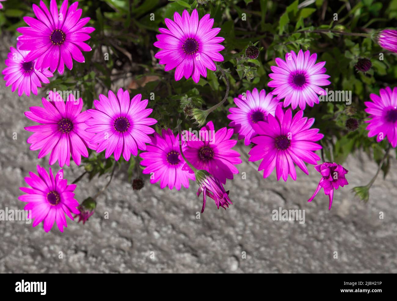 Wohlfühlen und Blumen. Lila Osteospermum ecklonis Passionsblume oder osteospermum. Nahaufnahme und Draufsicht, selektiver Fokus. Stockfoto