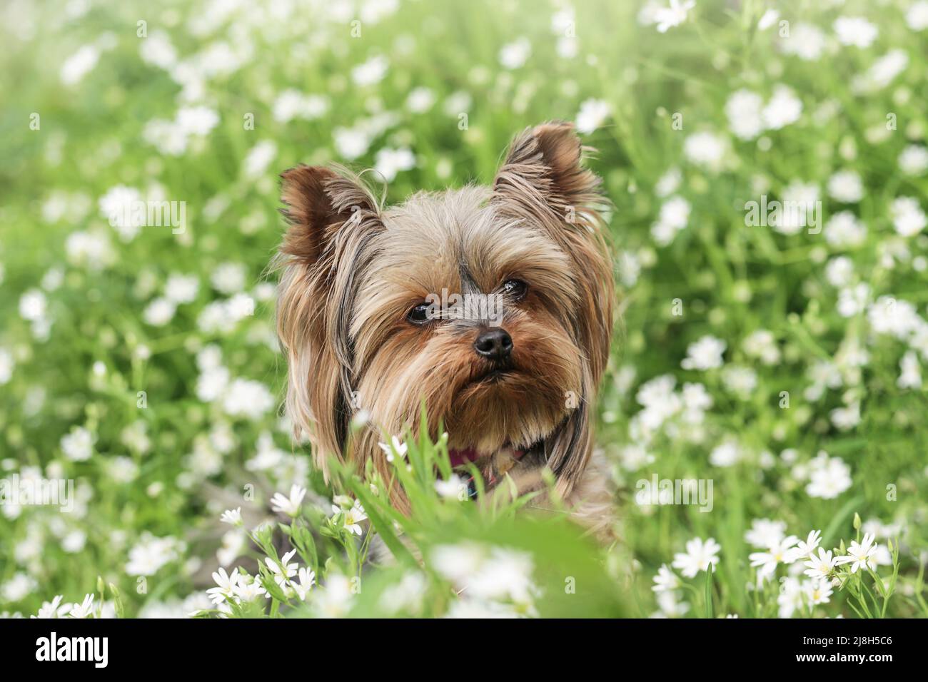 Porträt Yorkshire Terrier Hund auf weißen Blumen Hintergrund Stockfoto