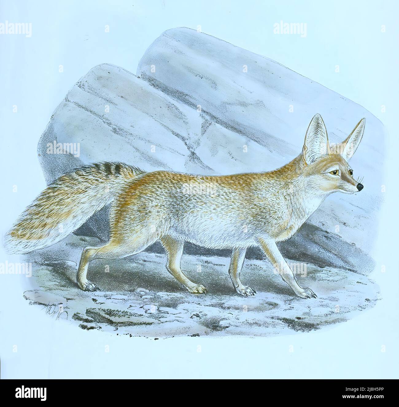 Rüppellfuchs oder Sandfuchs, Rüppellfuchs, Vulpes rueppellii