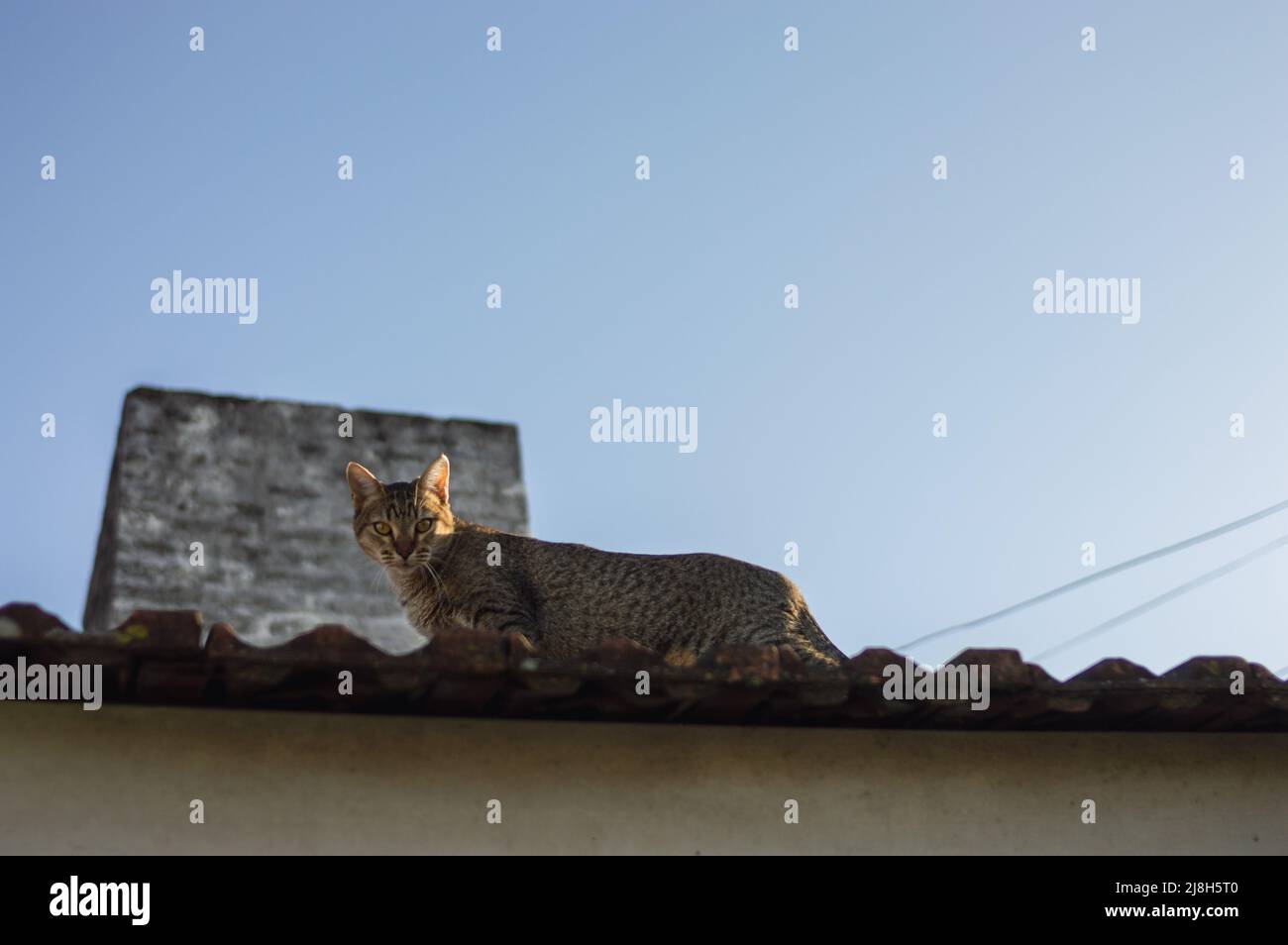 Schöne kleine Katze auf dem Dach eines Hauses, die auf die Kamera schaut, mit dem Himmel und einem Kamin hinter ihm. Stockfoto
