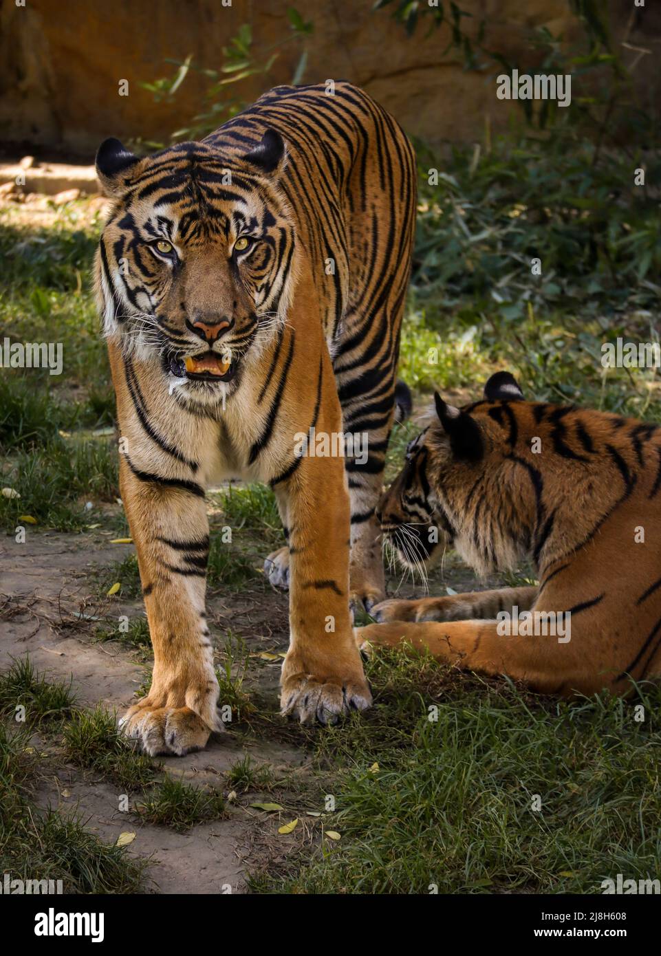 Malaiischer Tiger steht im Zoo mit offenem Mund. Panthera Tigris Tigris ist ein gefährdetes Tier. Stockfoto
