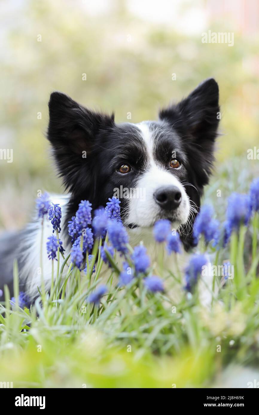 Frühlingsporträt des Border Collie mit Muscari im Garten. Liebenswert schwarz und weiß Hund Blick auf Kamera mit Blumen. Stockfoto