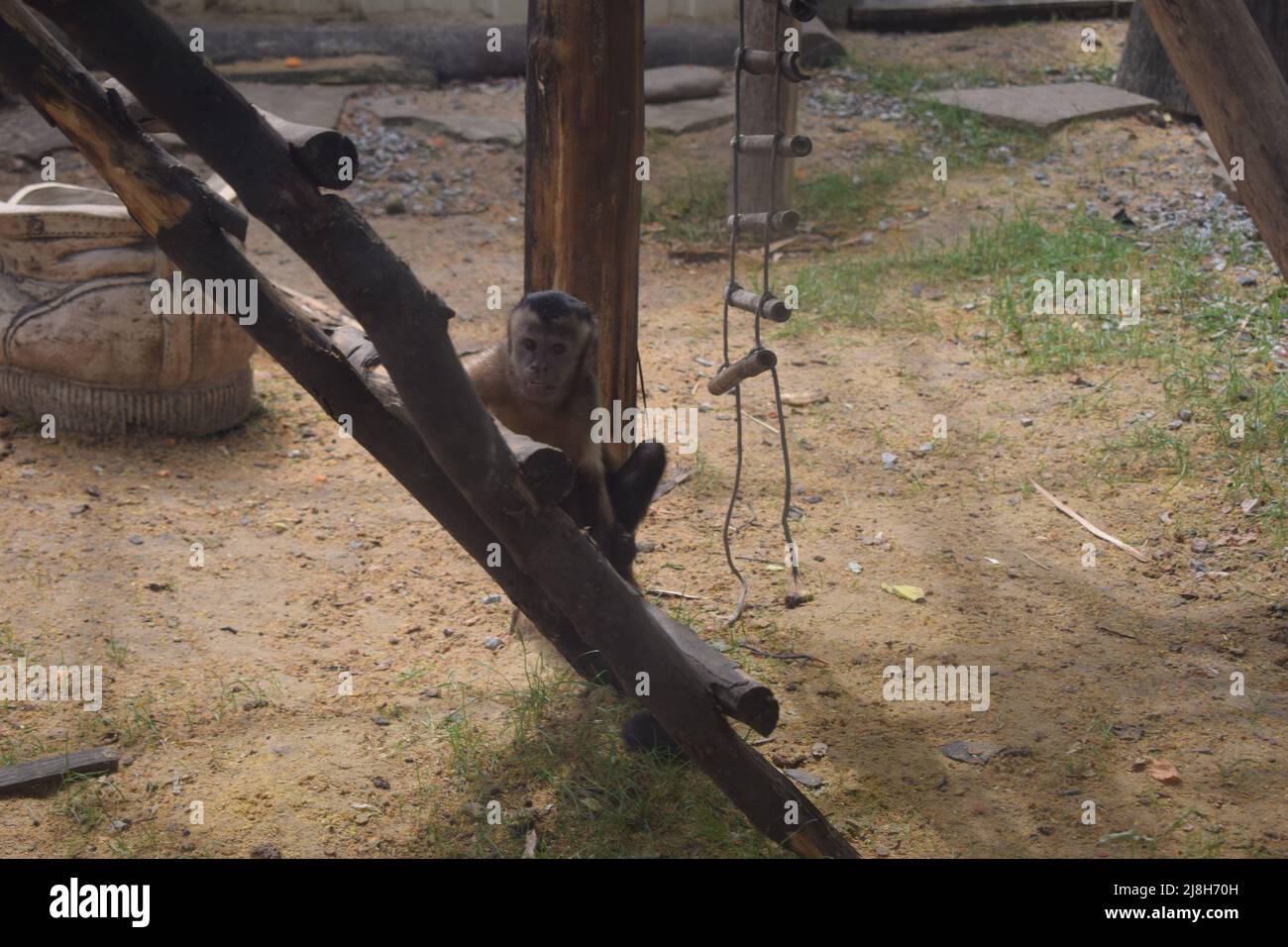 Kleiner Kapuzineraffen. Junge Sapajus apella capuchin Affe Primaten Säugetier. Tufted Kapuziner amazonas Regenwald Tier. Stockfoto