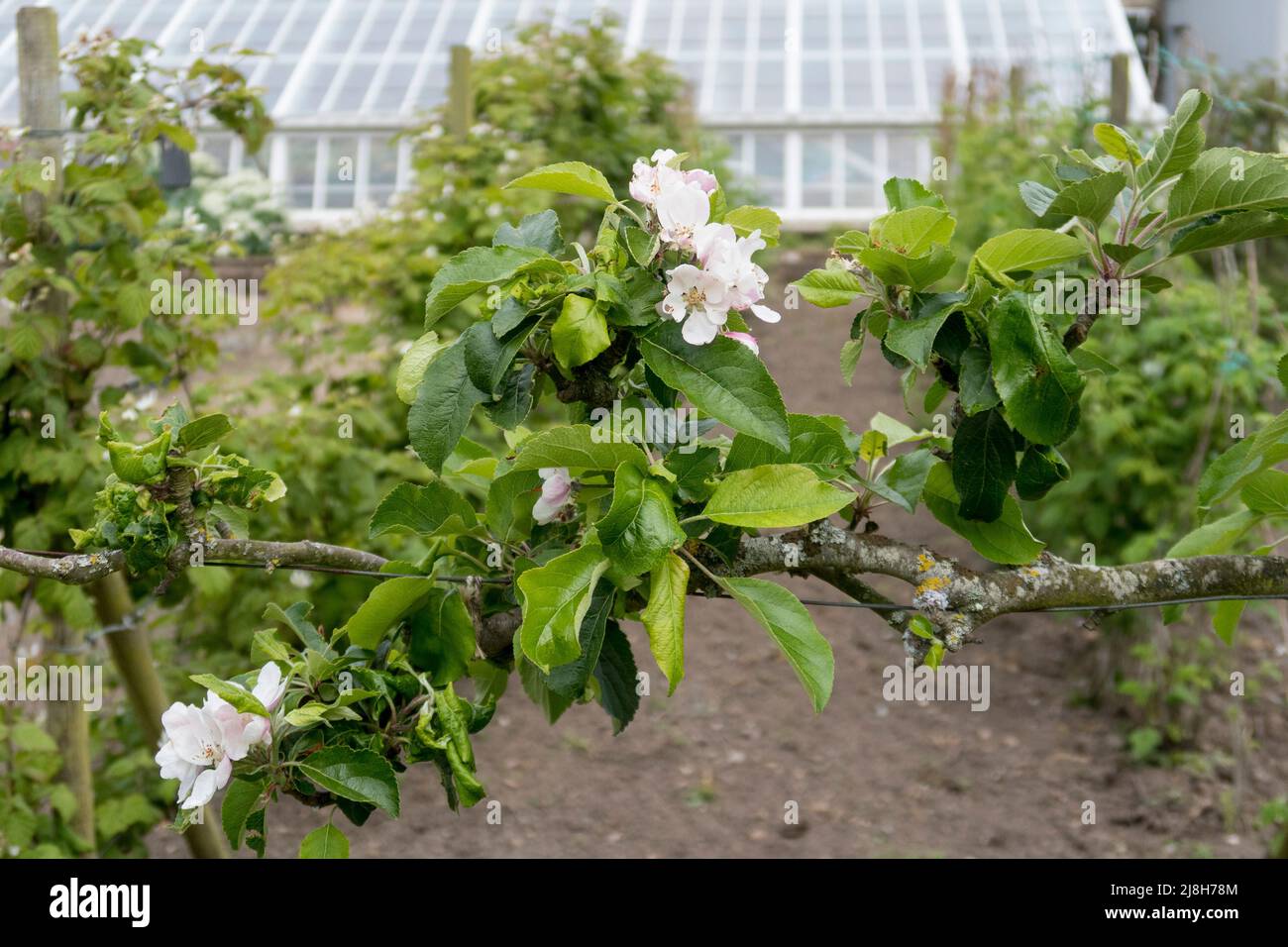 Alte englische äpfel Fotos und Bildmaterial in hoher Auflösung Alamy