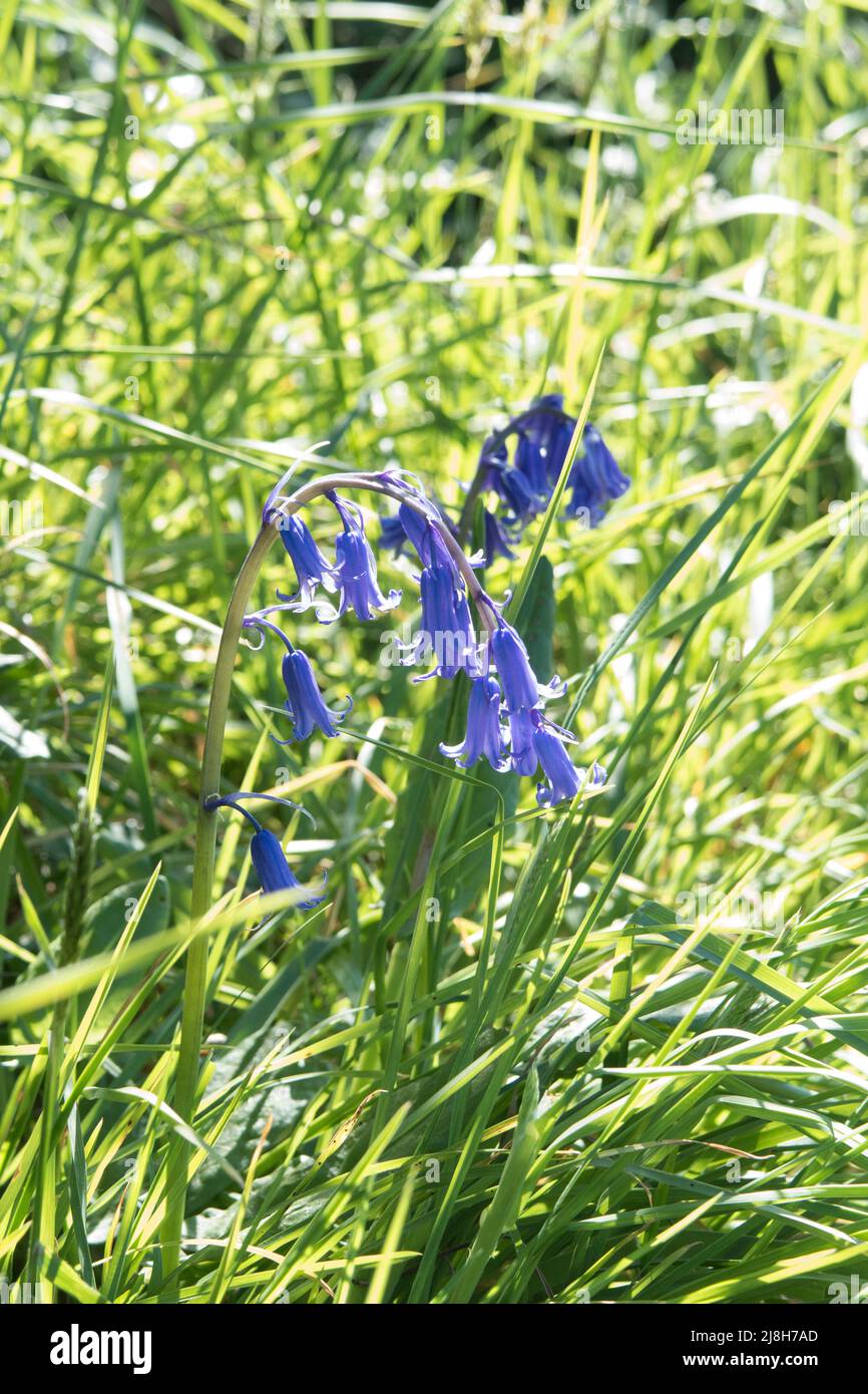 Bluebelt im strahlenden Sonnenlicht Stockfoto