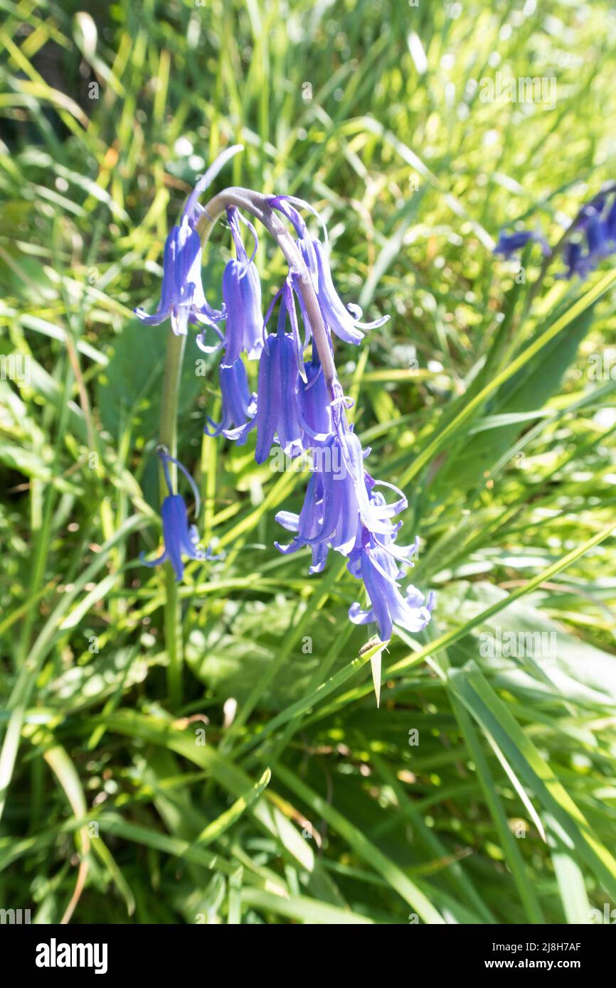 Bluebelt im strahlenden Sonnenlicht Stockfoto