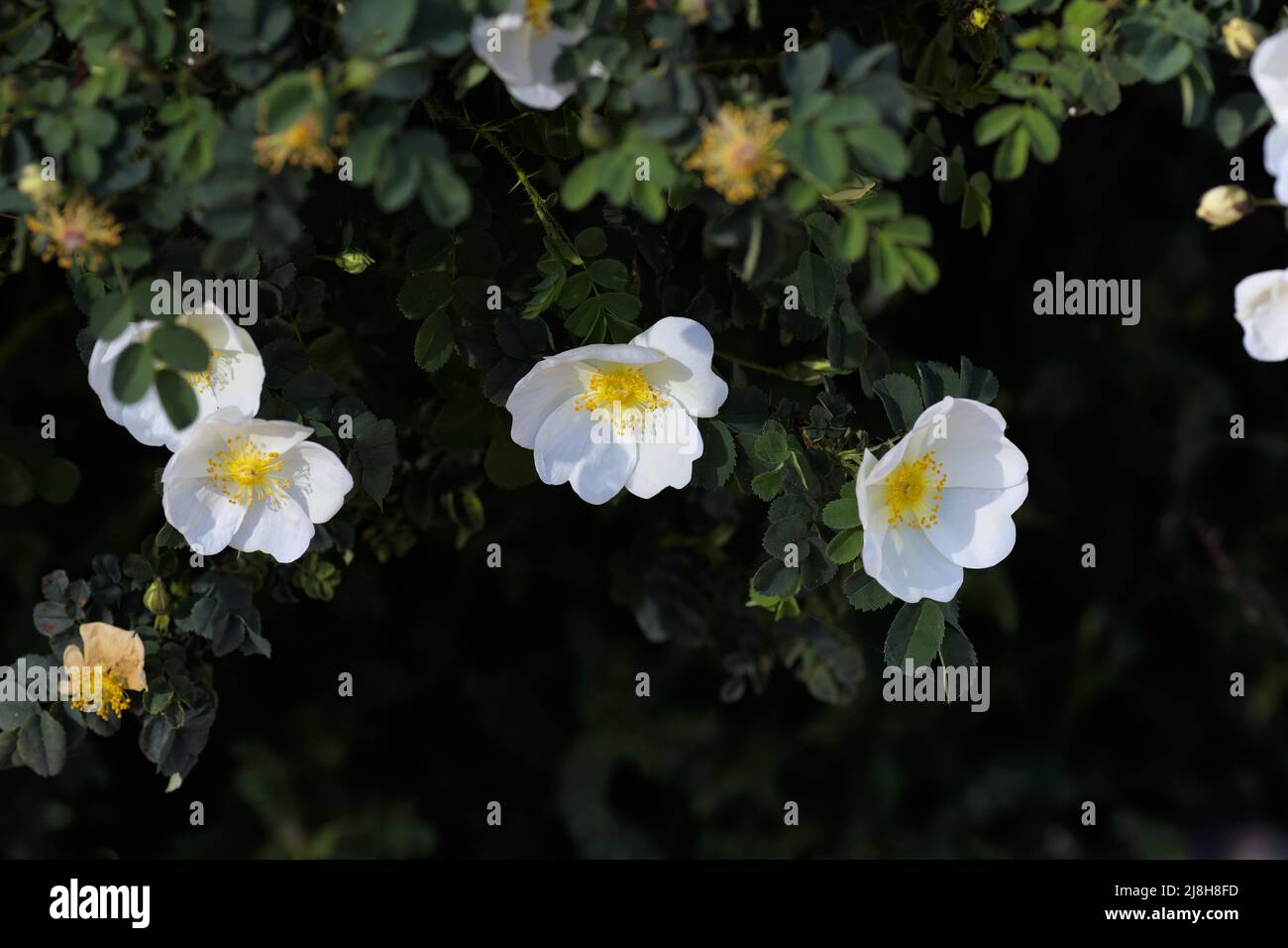 Weiße Blüten der burnett Rose im Frühling (Rosa pimpinellifolia, Rosa spinosissima) Stockfoto