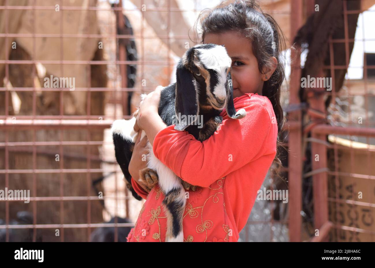 Ein kleines beduinenmädchen im Alter von 7 Jahren, das liebevoll ein Ziegenbaby in der Hand hält Stockfoto