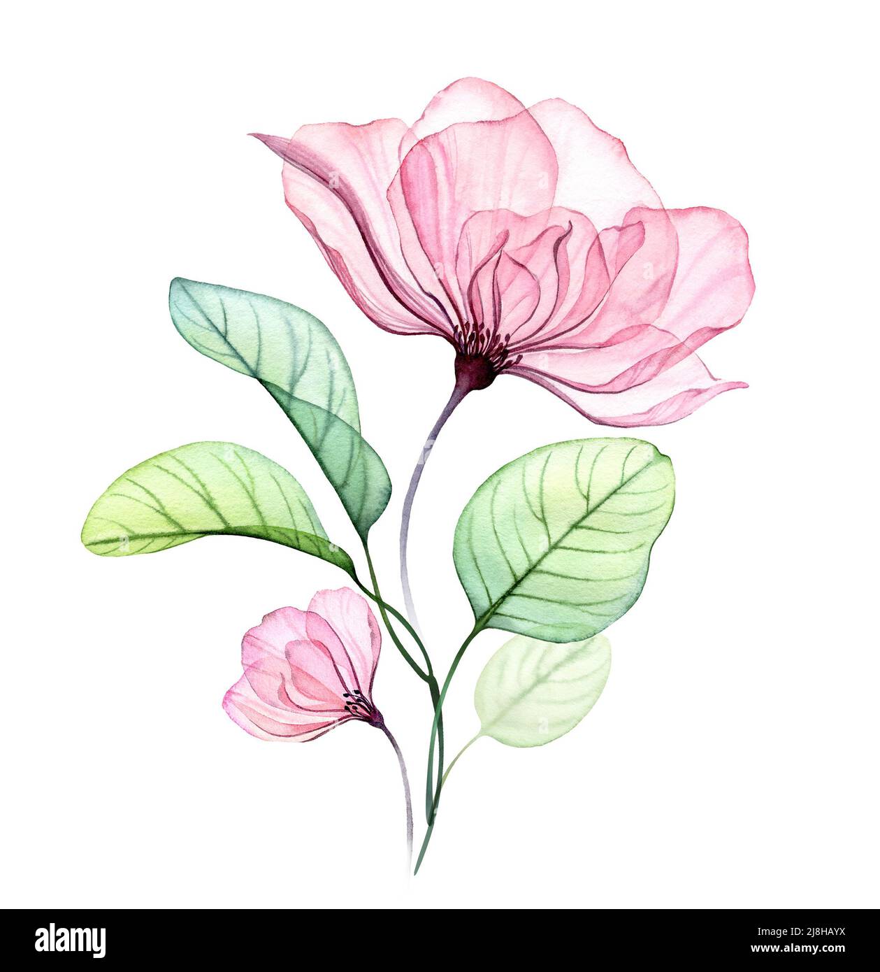 Transparentes Blumenarrangement aus großen rosa Blüten und Eukalyptusblättern. Aquarell handgezeichnete Illustration isoliert auf Weiß für Hochzeit Stockfoto