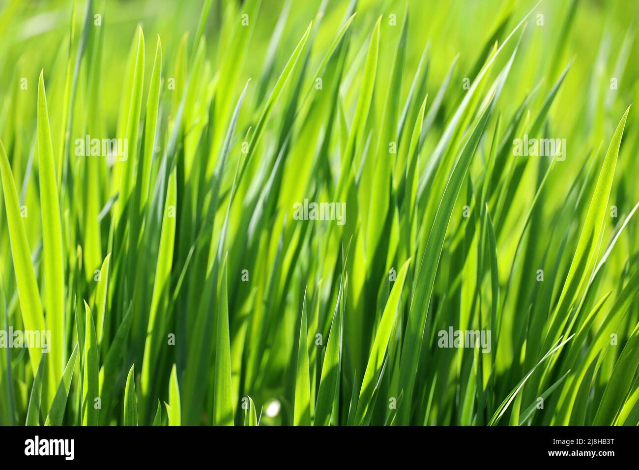 Grünes Gras im Sonnenlicht, verschwommener Hintergrund. Frische Natur im Frühling oder Sommer, sonnige Wiese Stockfoto