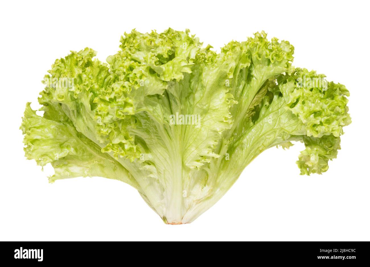 Krauses hellgrünes Salat auf weißem Hintergrund. Stockfoto