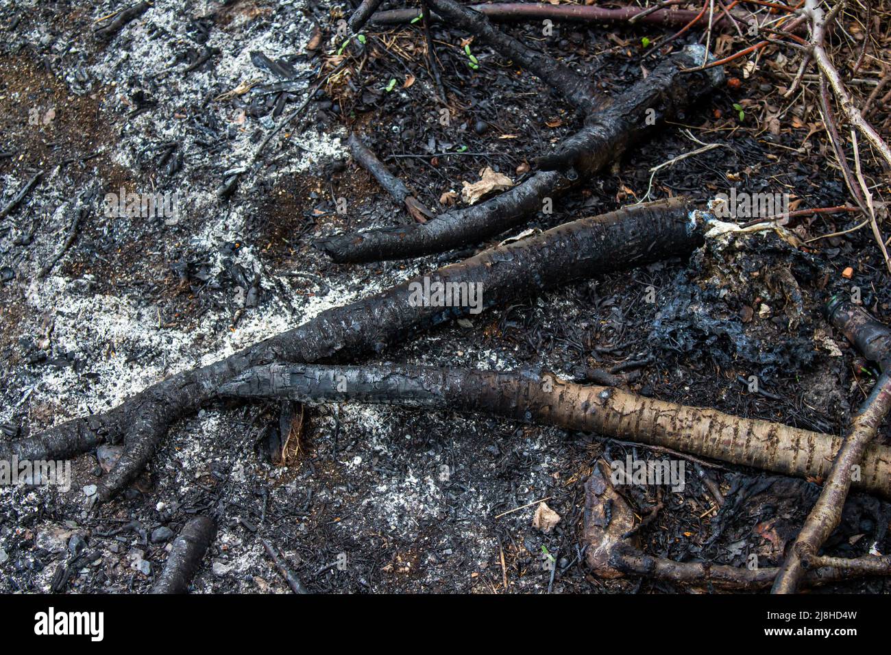 Verbrannter Baum bleibt erhalten. Waldbrand gelöscht. Konzept für Naturkatastrophen. Stockfoto