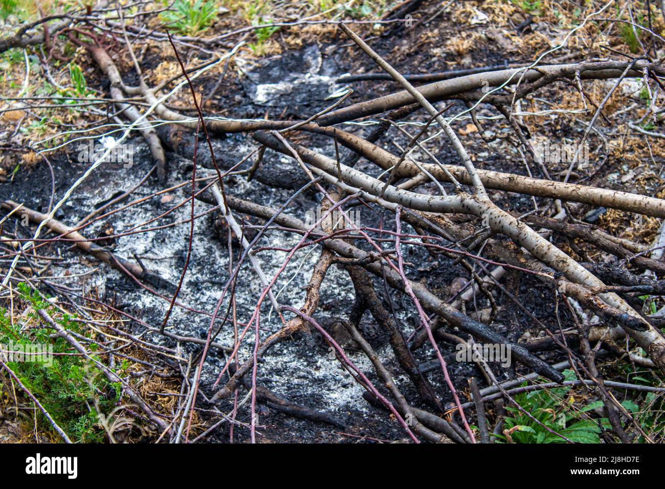 Verbrannter Baum bleibt erhalten. Waldbrand gelöscht. Konzept für Naturkatastrophen. Stockfoto