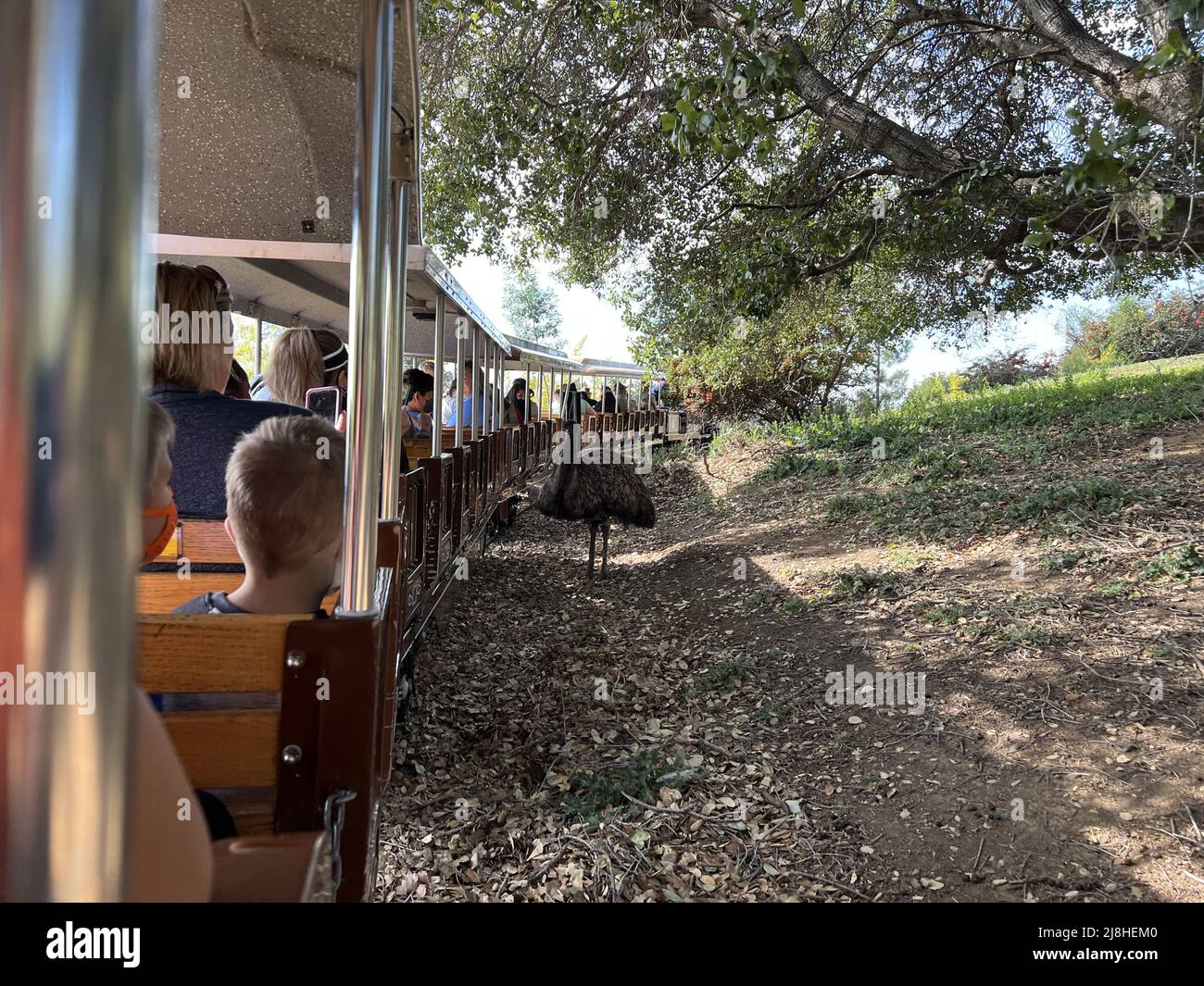 Ein großer emu ist direkt neben einem Touristenzug mit kleiner Spurweite im Oakland Zoo, Oakland, Kalifornien, am 18. Februar 2022 zu sehen. Foto mit freundlicher Genehmigung von Sftm. Stockfoto