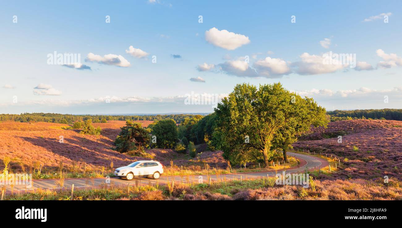 Weißes Auto auf einer Landstraße auf der Posbank im niederländischen Nationalpark Veluwezoom Stockfoto
