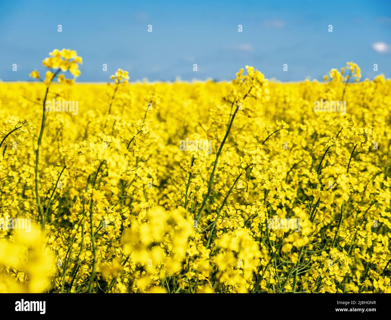 Schönes kultiviertes Feld mit gelben Rapsblüten an einem sonnigen Tag Stockfoto